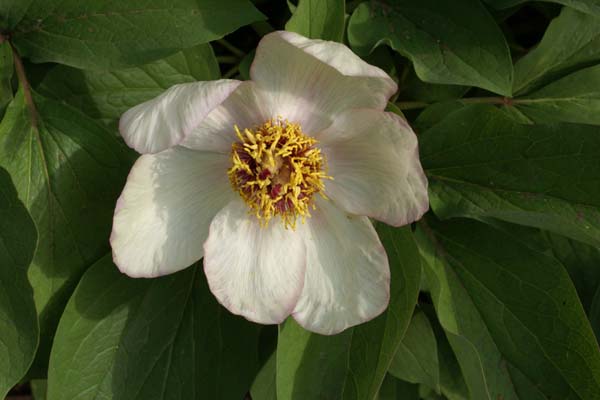 PAEONIA obovata alba