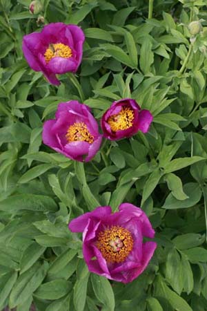 Paeonia officinalis humilis