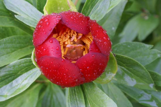 PAEONIA peregrina