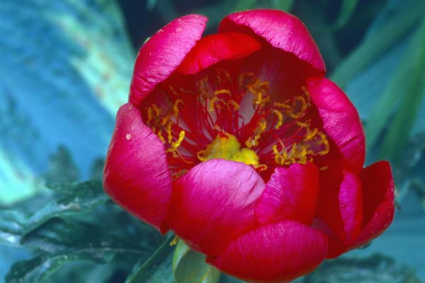 Paeonia peregrina 'Otto Froebel'