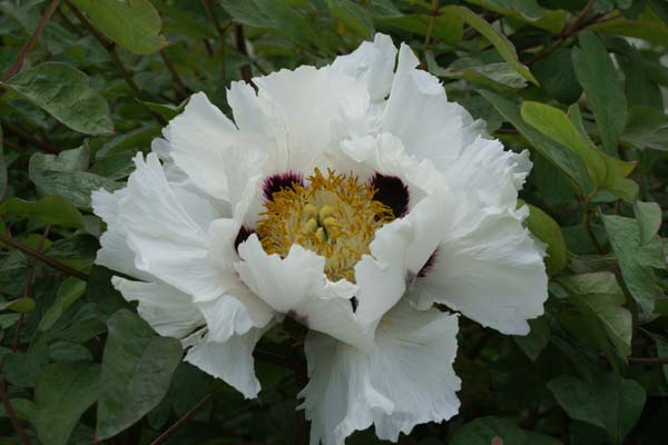 Paeonia rockii hybride