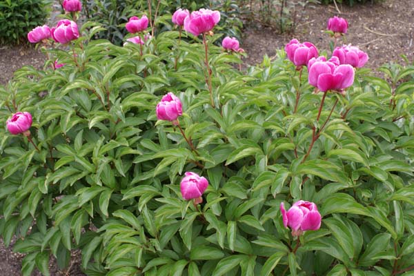 PAEONIA anomala anomala (sinjianensis)
