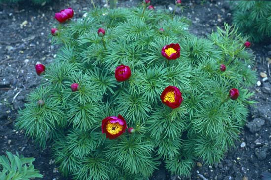 PAEONIA tenuifolia