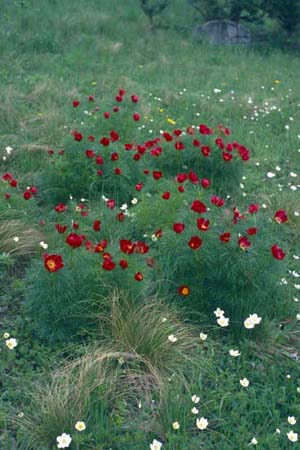 Paeonia tenuifolia