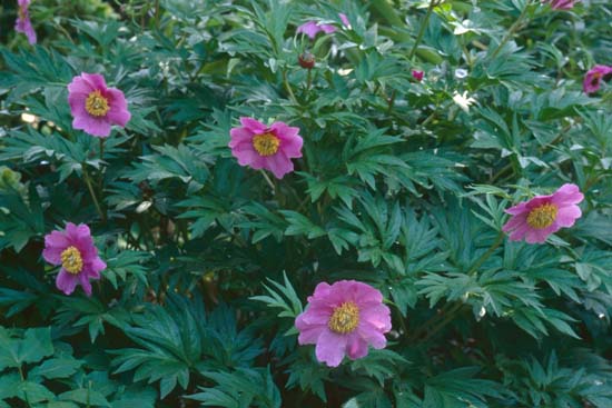 Paeonia veitchii (type)