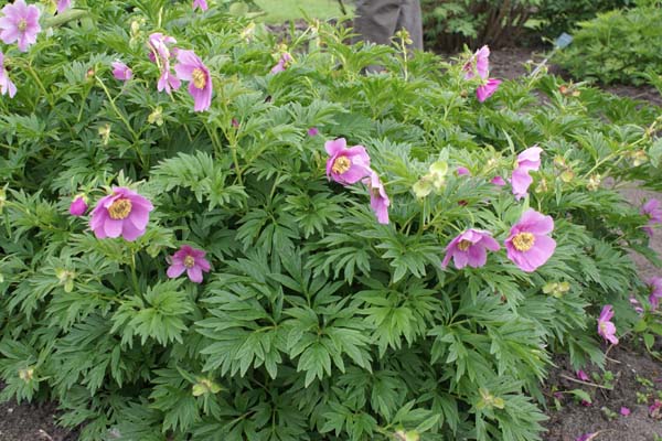 Paeonia veitchii woodwardii