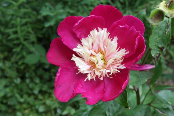 Paeonia 'White Cap'