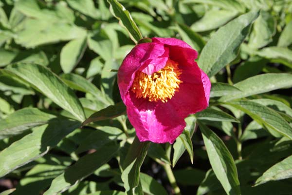 Paeonia sp. 'ex Prof. Stearn'