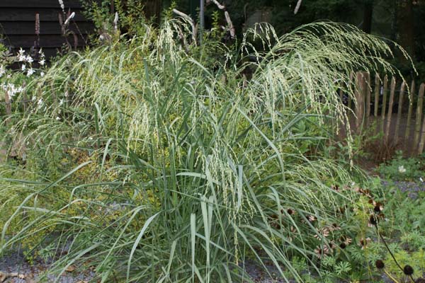 Panicum amarum 'Dewey Blue'