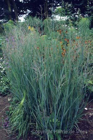 Panicum virgatum 'Heavy Metal'