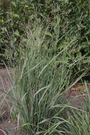 Panicum virgatum 'Cardinal'