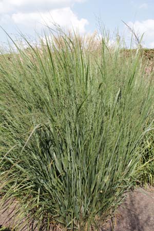 Panicum virgatum 'Northwind'