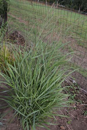Panicum virgatum 'Kurt Bluemel'