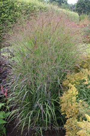 Panicum virgatum 'Shenandoah'