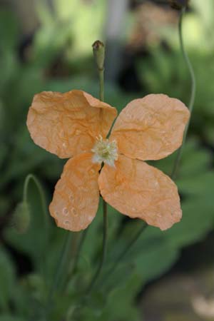 PAPAVER fugax