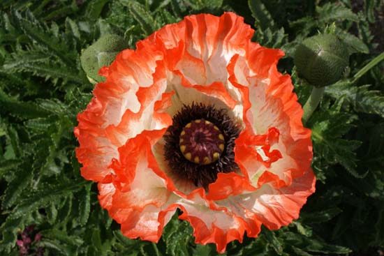 Papaver orientale 'Lambada'