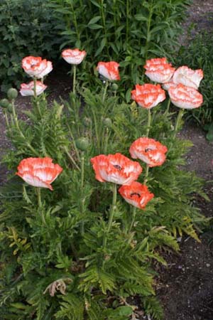 PAPAVER orientale 'Lambada'
