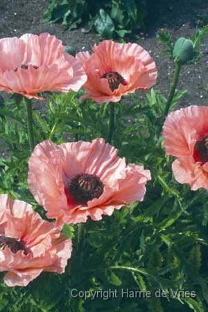 Papaver