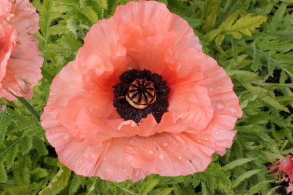 Papaver orientale 'Halima'