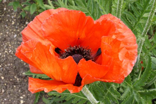 PAPAVER orientale 'Ali Baba'