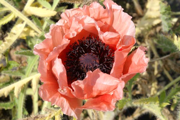 PAPAVER orientale 'Abu Hassan'
