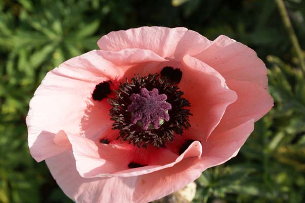 PAPAVER orientale 'Polka'