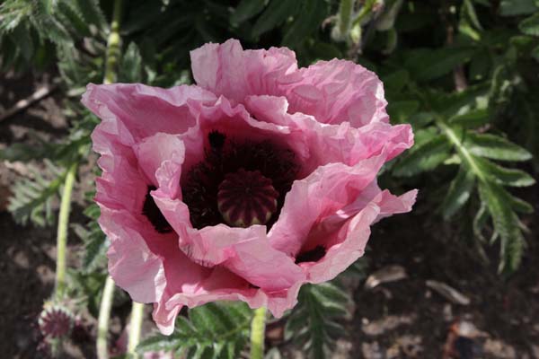 PAPAVER orientale 'Patty's Plum'