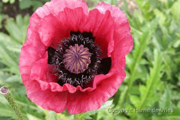 PAPAVER orientale 'Marlene'