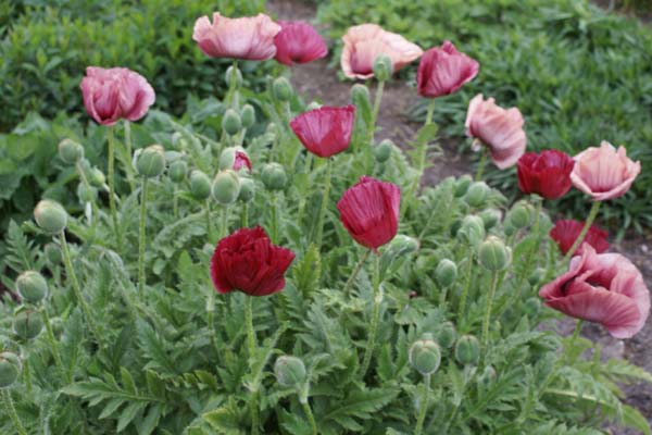 Papaver orientale 'Marlene'