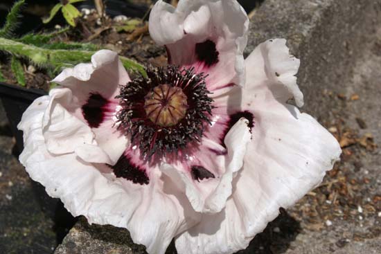 PAPAVER orientale 'Perry's White'