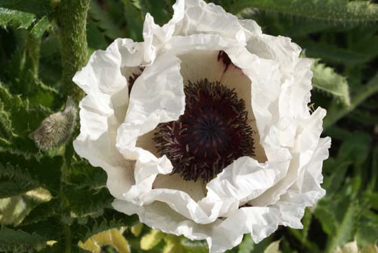 PAPAVER orientale 'Snow Goose'