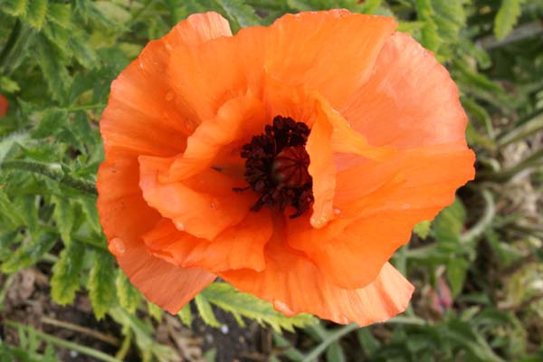 PAPAVER orientale 'Tutu'