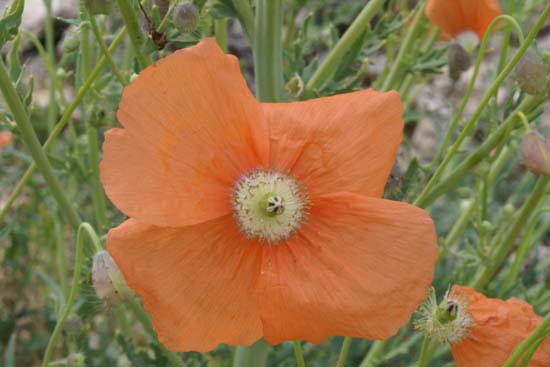 PAPAVER triniifolium