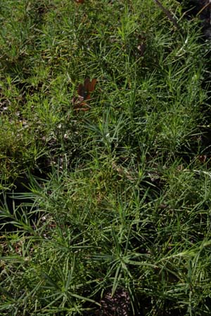 PARONYCHIA dichotoma