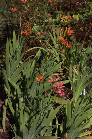 Pardancanda norrisii