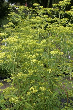 Patrinia aff. punctiflora (Hehehe 213)