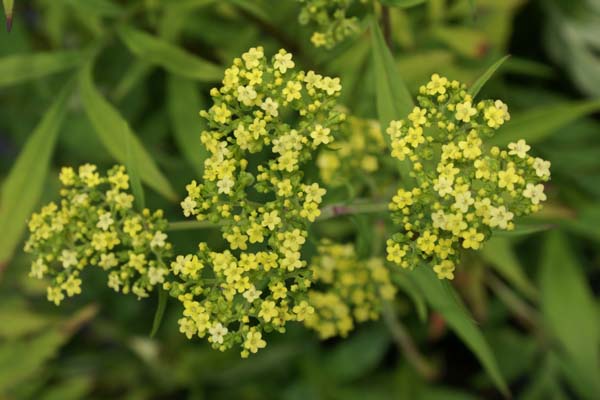 Patrinia aff. punctiflora (Hehehe 213)
