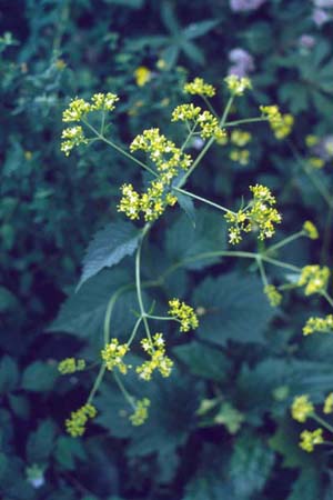 Patrinia gibbosa