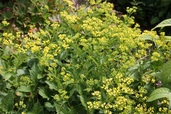 Patrinia gibbosa
