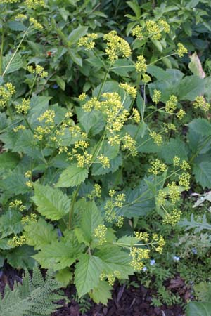 Patrinia gibbosa