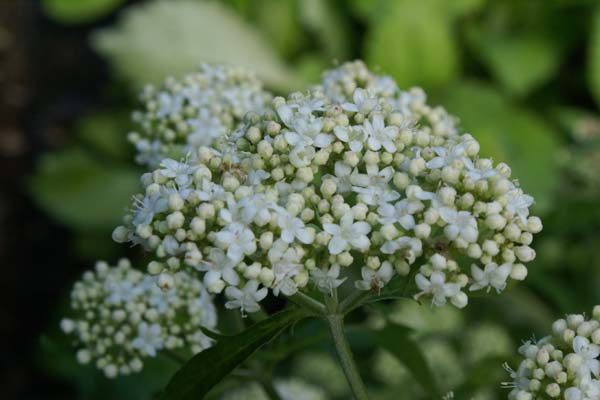 Patrinia villosa