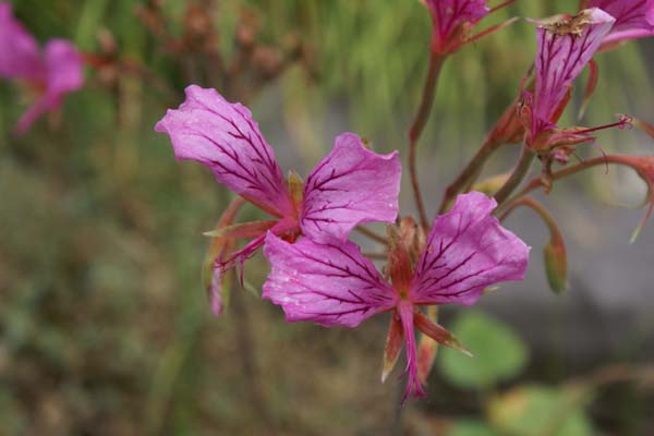 Pelargonium endlicherianum KKPS9316