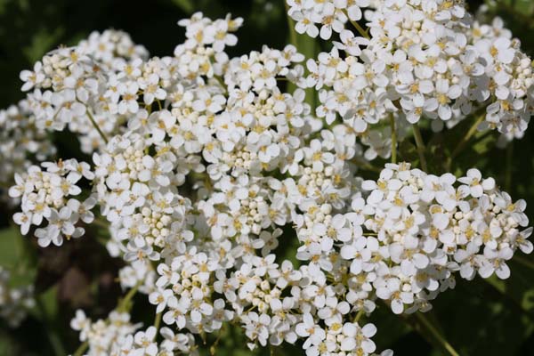 Peltaria turkmena