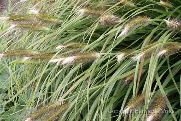 Pennisetum