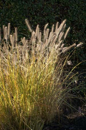 Pennisetum alopecuroides 'Cassian's Choice'