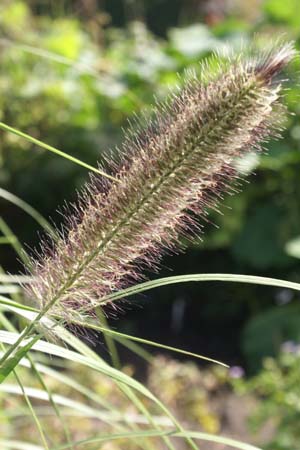 Pennisetum alopecuroides 'Magic'