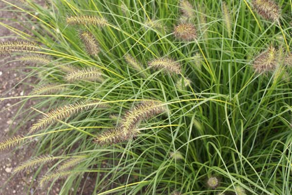 Pennisetum alopecuroides 'Gelbstiel'