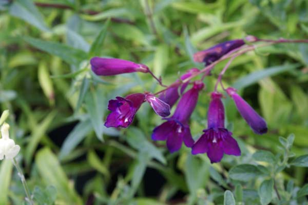 Penstemon 'Black Bird'