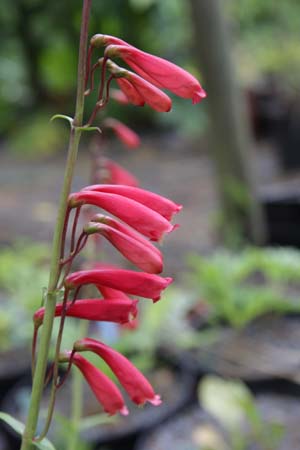 Penstemon calycosus