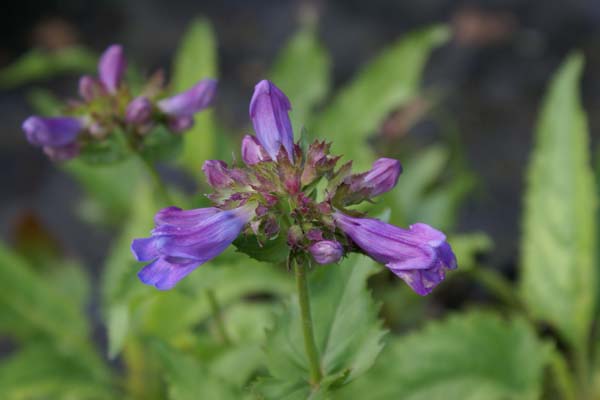 Penstemon campanulatus pulchellus